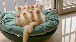 "Siapa yang bisa menolak kucing kecil yang polos dan menggemaskan seperti ini!"