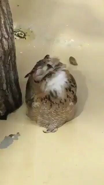 Sleepy Owl