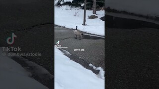 Rowdy Goose Attack #funny #shorts #tiktok #memes