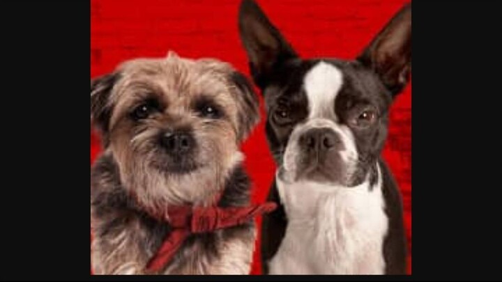 Strays Watch Full movie : Link In Description