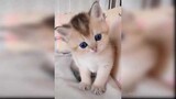รวบรวมวิดีโอน้องแมวน่ารักและตลก - แมวน้อย 2020 #3