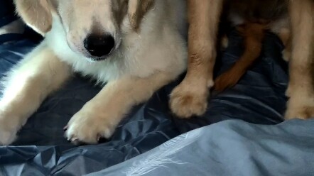 I took my two dogs camping. I didn’t expect that the weather would change at any time. It was too da