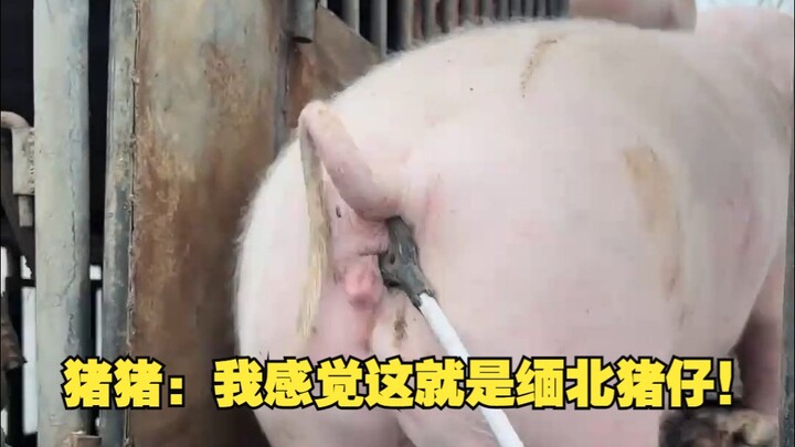 猪猪：我感觉这就是缅北猪仔！