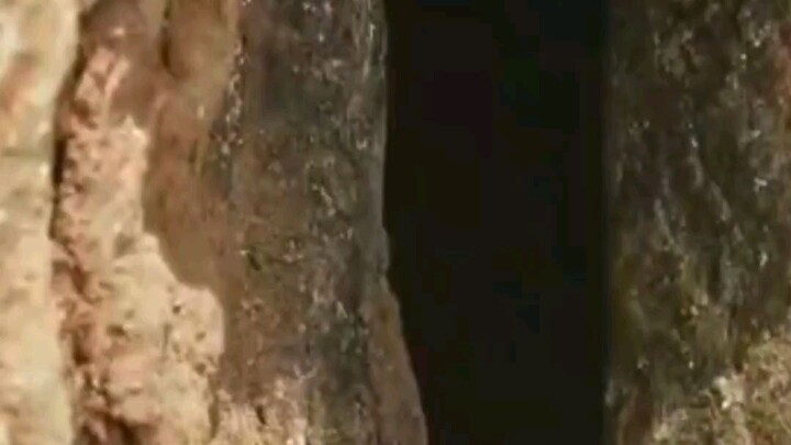 Cuman anak burung eeq 🗿