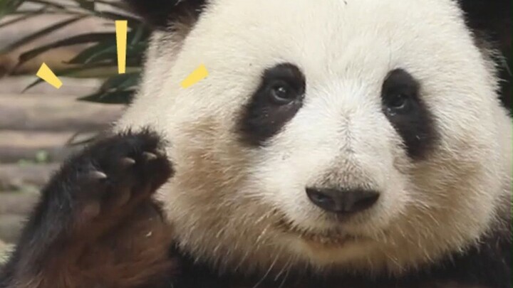 Hearing the tourists praise her cuteness, Huahua raised her hand to say hello again.