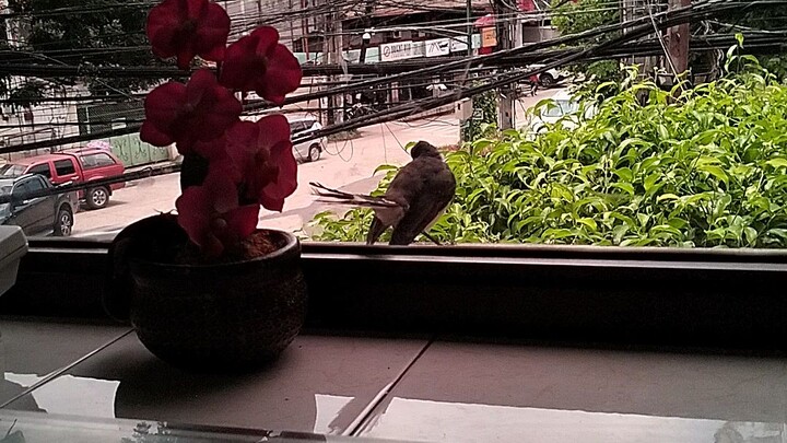 bird