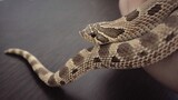 Dipatok Ular Hognose!