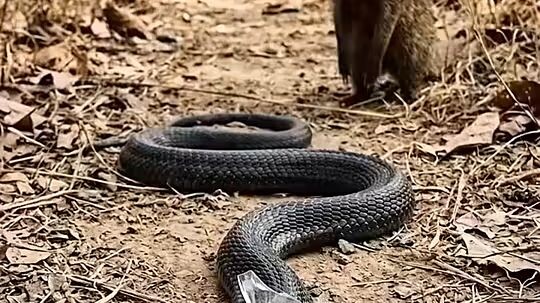 জীবনে কাউকে মায়া করে উপকার করলে এরকমই হয়।