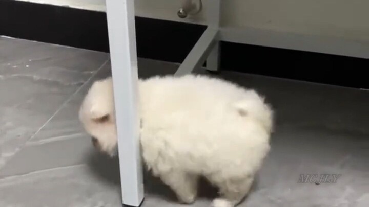 Our ancestors really knew how to pick adorable dogs! Heartwarming moments with this little mutt!