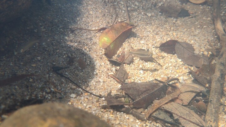 Understand the fish life(Basic)