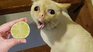 Funniest Cats and Dogs 🐱🐶 Part 12