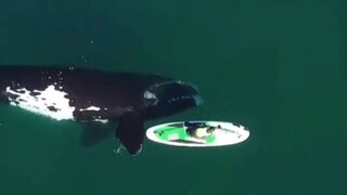 A heartwarming scene between whales and humans! So loving!