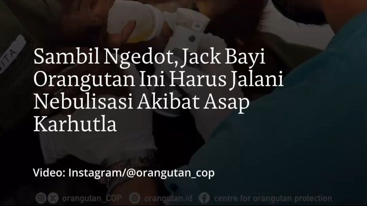 Sambil Ngedot, Jack Bayi Orangutan Ini Harus Jalani Nebulisasi Akibat Asap Karhutla