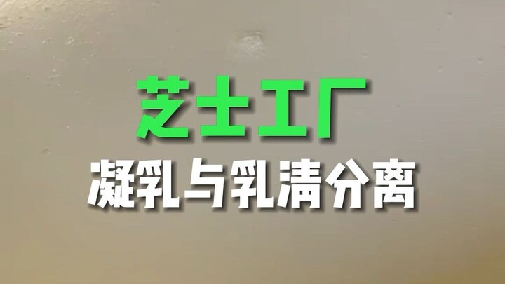 حوّل الحليب إلى جُبنة متخثرة ومصل الحليب! هذه الجُبنة المتخثرة الناعمة ستتحول إلى عجلات جُبنة!