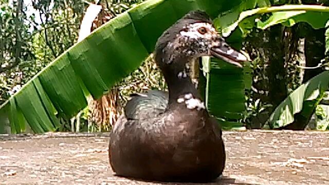 My duck is sitting.