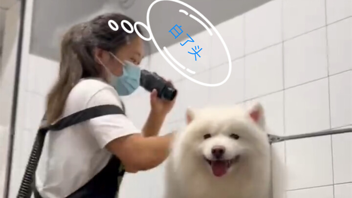 Cái giá phải trả cho việc tân trang chú cún con chính là đầu bạc trắng.