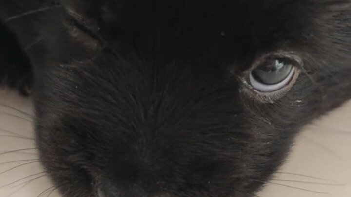 มันยังจะวิ้งค์ให้คุณด้วยนะ