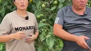 Planted in Aksu, Xinjiang