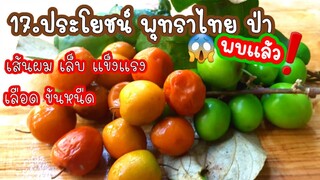 พุทราไทย พุทราป่า ประโยชน์น่าทึ่งหลายคนไม่รู้ เส้นผม เล็บแข็งแรง/นอนหลับดีช่วยขับถ่าย พุทราแผ่น/กวน