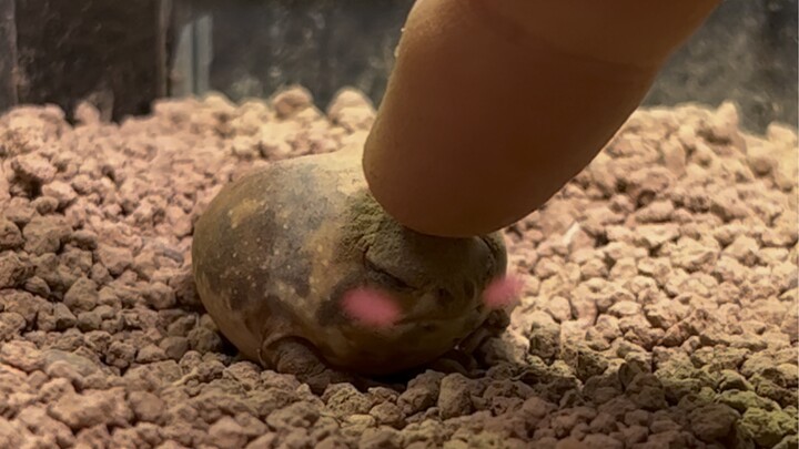 Steamed Bun Frog Molting