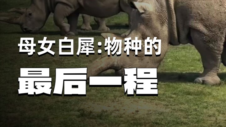 The world’s last two northern white rhinos are a mother and daughter.