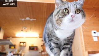 猫的平衡感到底有多强，不得不佩服猫步的实力