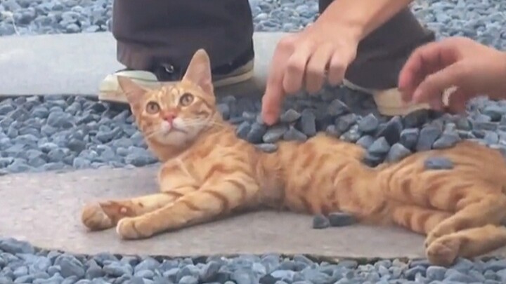 Kucing: Murid-murid sekarang benar-benar tidak sopan!