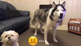 Husky's reaction when there was another puppy at home