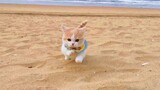 Kucing kecil imut kaki pendek main dipinggir pantai!