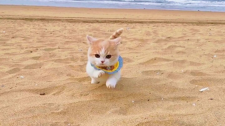 Mèo chân ngắn đi ngắm biển, tung tăng như một chú thỏ