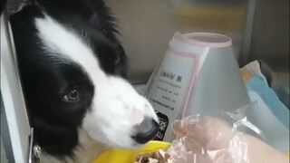 The Border Collie had never fought a Rottweiler before and almost died~!