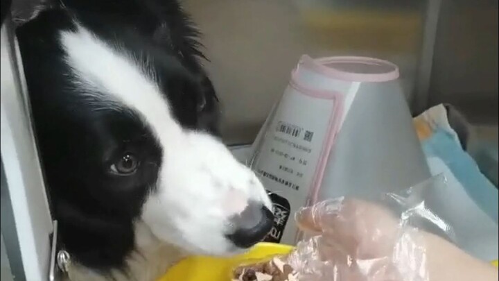 边牧没打过罗威纳犬，差点就死球了~！