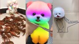 Funny and Cute Dog Pomeranian ðŸ˜�ðŸ�¶| Funny Puppy Videos #76