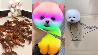 Funny and Cute Dog Pomeranian 😍🐶| Funny Puppy Videos #76