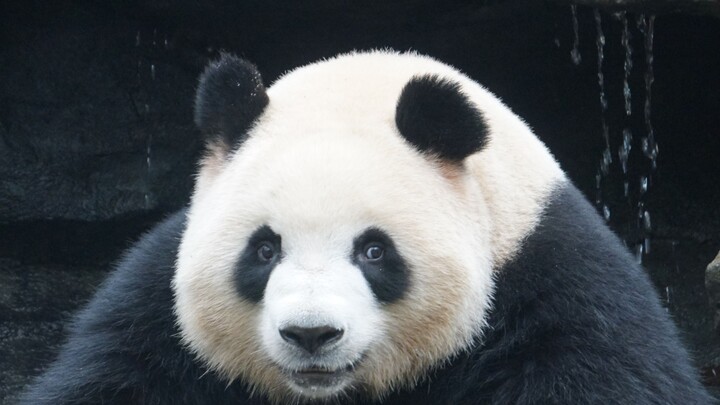 Panda Rourou Taking A Shower