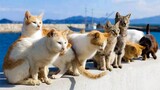 【Animal circle】China's own cat island: Mount Yantai