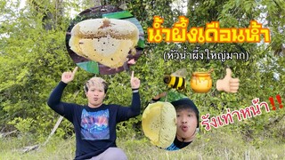 น้ำผึ้งเดือนห้า (รังใหญ่มาก‼️)🐝🍯👍🏻 #รังผึ้ง #น้ำผึ้ง #น้ำผึ้งเดือนห้า #ฝากติดตาม #มิสเตอร์แมน