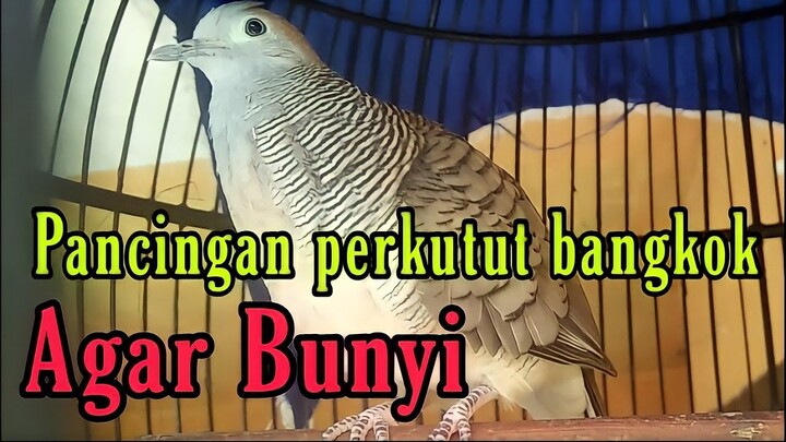 Perkutut BANGKOK Merdu