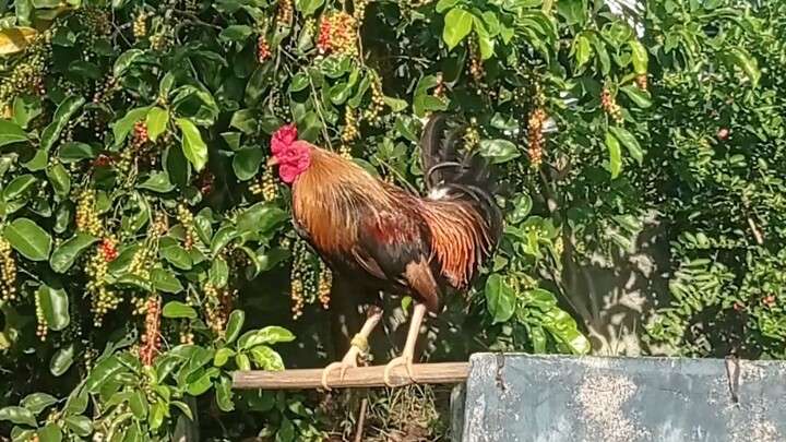 5k over possum sweater line breeding.