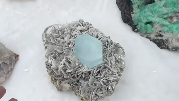 长在鸟巢上的海蓝宝 怼他