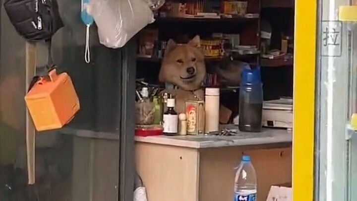 Anjing: Tidak ada sebutir makanan anjing pun yang kamu kasih secara cuma-cuma!