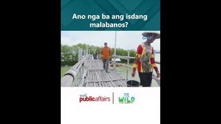 Ano nga ba ang isdang malabanos? | Born to be Wild
