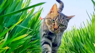 What kind of cat is this?