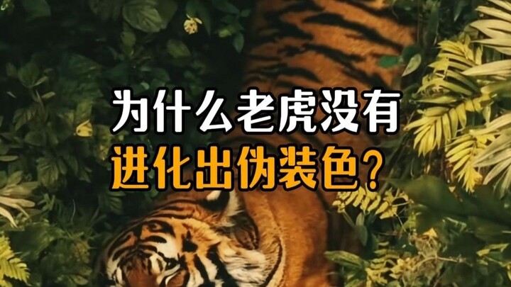 ทำไมเสือถึงไม่วิวัฒนาการสีพรางตัว?