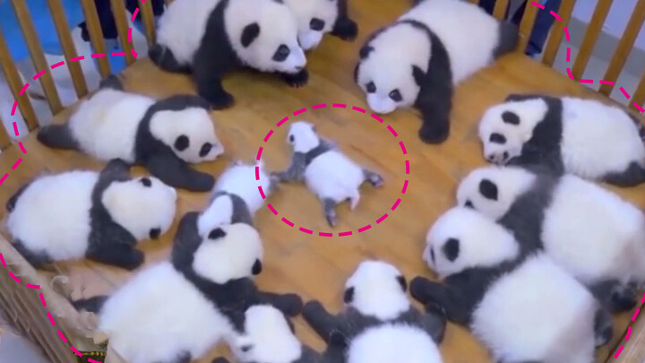 Everyone is a national treasure nowadays ~