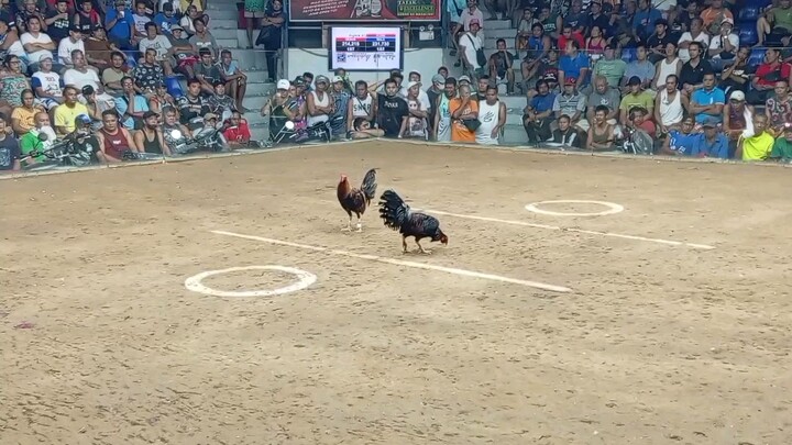 My 2x win pula,,, in montalban.. Dihado man sa pusta panalo nmn sa paloan