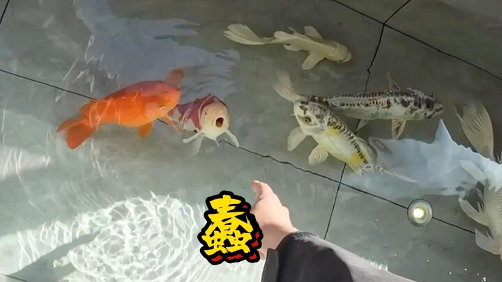 像我这么蠢的人 还让我教你们送外卖?