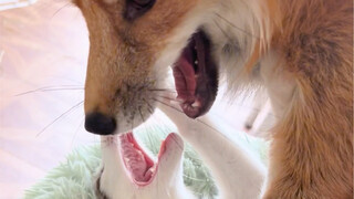 The boss, the red fox, and his petite white-fox wife