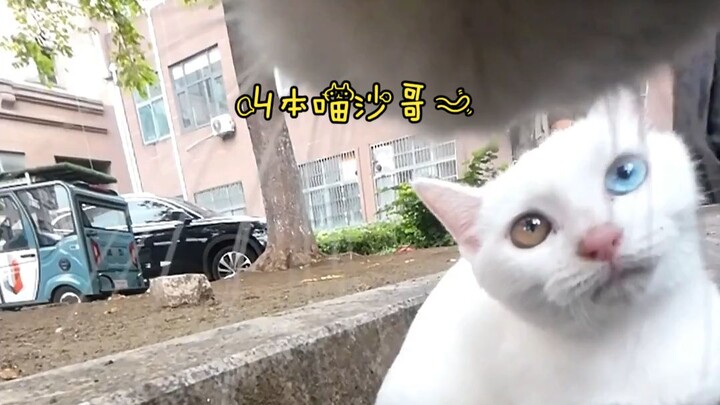 “Master Miao and His Friends”: Little Cat: It’s been a year—am I really only this close to these few