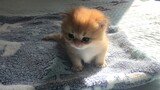 [Cats] Dummy Kitten Practicing Splits!